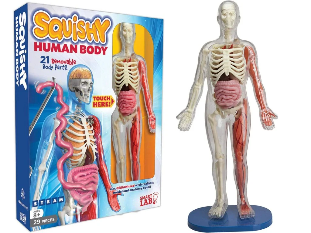 toychestnh1882529